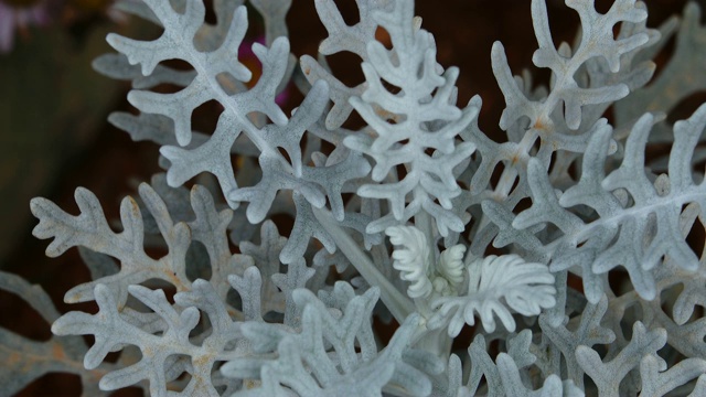 雪花一样的植物视频素材