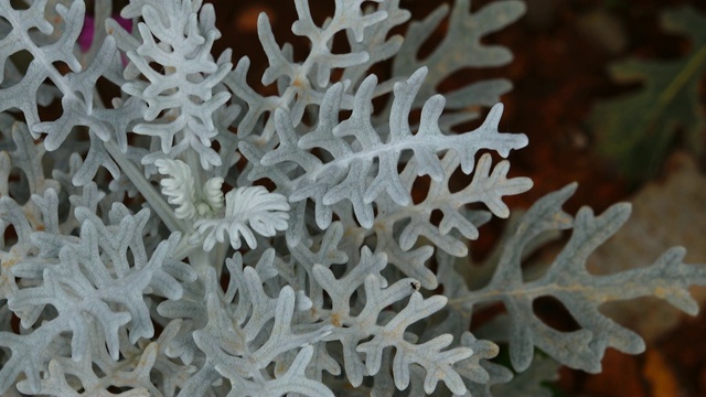 雪花一样的植物视频素材