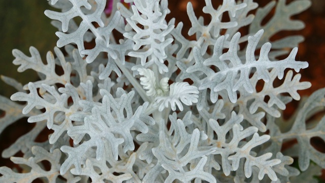 雪花一样的植物视频素材