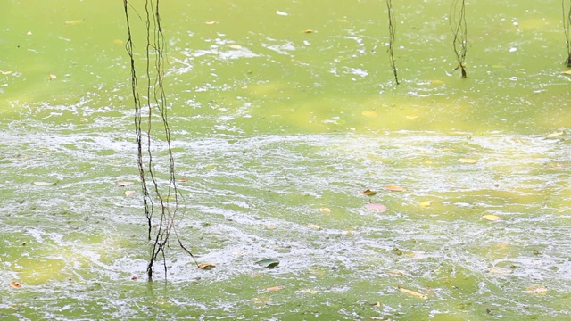 夏季，水藻在湖泊边缘流动、泛滥，污染水体和环境。生态灾难的概念。视频下载