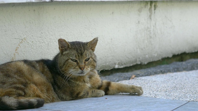 猫在地上睡觉，4k慢镜头60fps视频素材