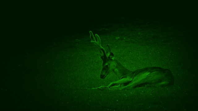 夜视鹿在草地上休息视频素材