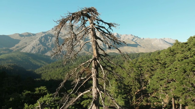 有松树林和一棵光秃秃的树的荒野地区视频素材