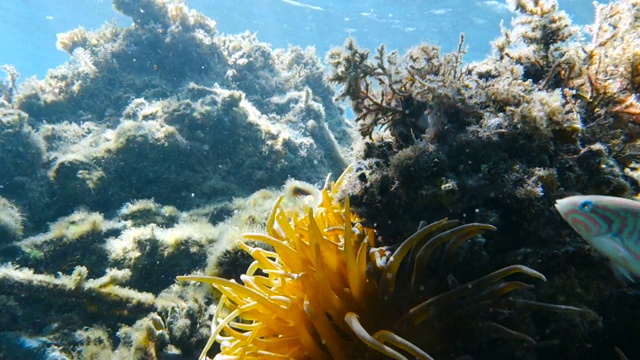 小丑鱼生活在海葵中视频素材