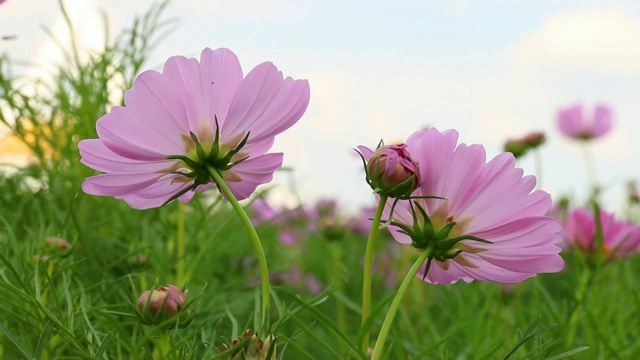 花园里的宇宙花视频素材