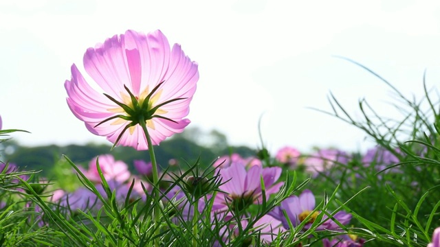 花园里的宇宙花视频素材