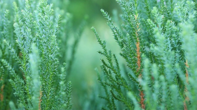 松树叶子的特写视频素材