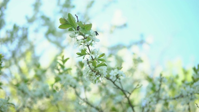 梅花的枝干在晴朗的天空下开花视频素材