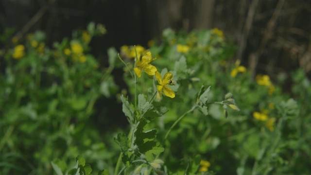 花园里黄色的花，花瓣上有一只昆虫视频素材