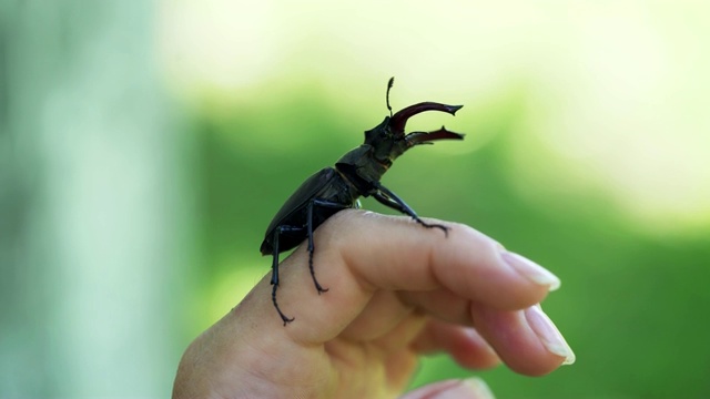 手里拿着牡鹿甲虫。视频素材