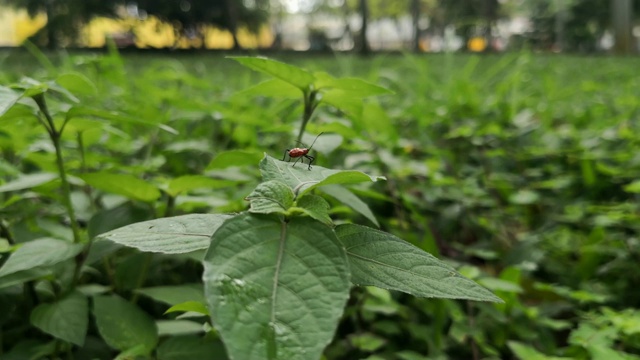 叶上大马利筋虫的昆虫。下雨天在公园里，水滴落了下来视频下载