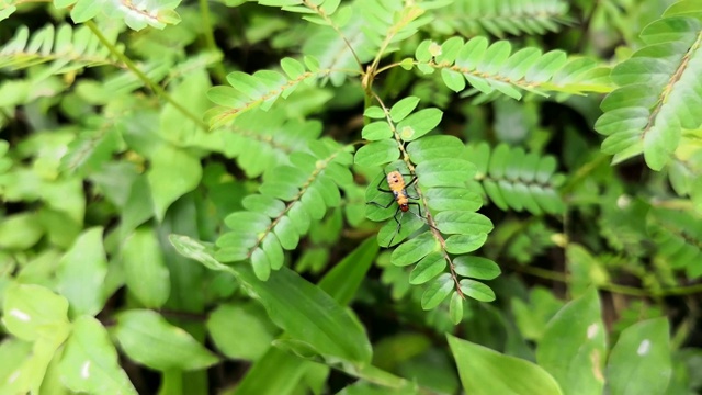 植物枝条上的橙色昆虫视频素材