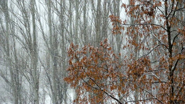 雪花落在树上视频素材