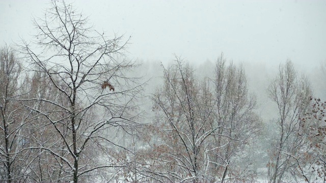 雪花落在树上视频素材