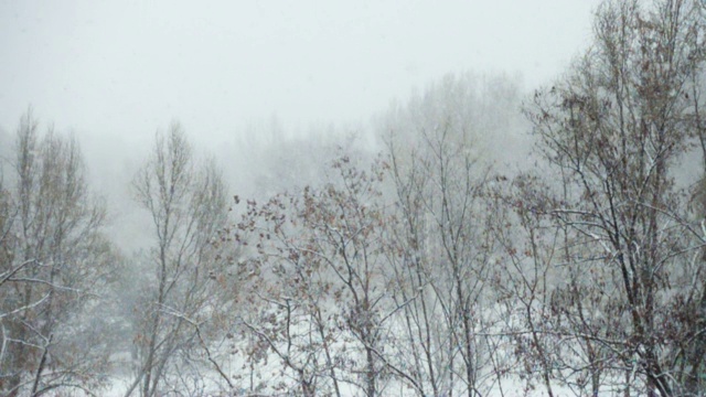 雪花落在树上视频素材