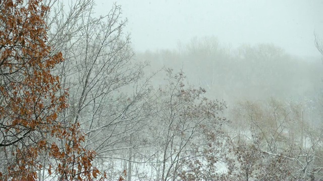 雪花落在树上视频素材