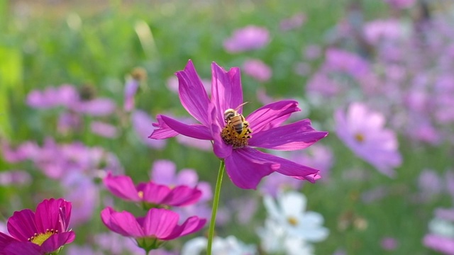 蜜蜂在粉红宇宙花朵上的慢镜头。视频素材