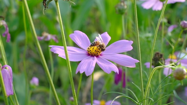 蜜蜂在粉红宇宙花朵上的慢镜头。视频素材