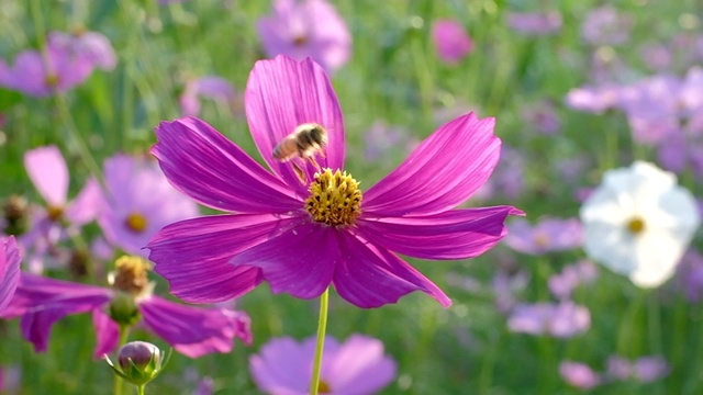 蜜蜂在粉红宇宙花朵上的慢镜头。视频素材