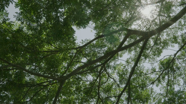 4K绿色雨林树与阳光耀斑广场公园景观概念春季户外，夏季森林阳光运动，环境日，清晨草坪散景背景。视频下载