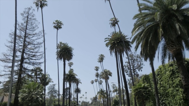 棕榈树排成贝弗利路，贝弗利山，洛杉矶，美国，北美视频素材