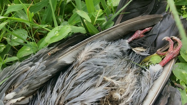 特写死去的鸽子。视频素材