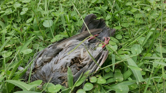 特写死去的鸽子。视频素材