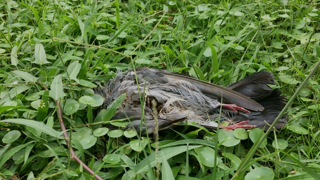 特写死去的鸽子。视频素材