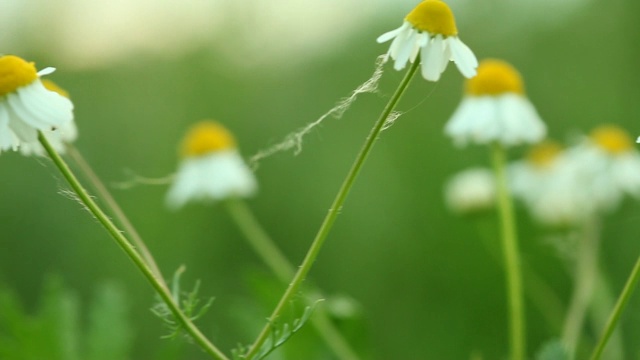 甘菊洋甘菊花卉。全高清与电动滑块。1080便士视频素材