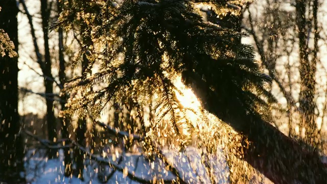 戴着连指手套的女性手抖云杉树枝上的雪，4k视频素材