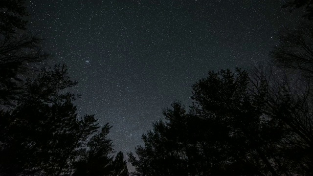 夜空中星星在树上移动。视频素材