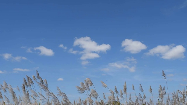 草和微风前面的云和天空的背景视频素材