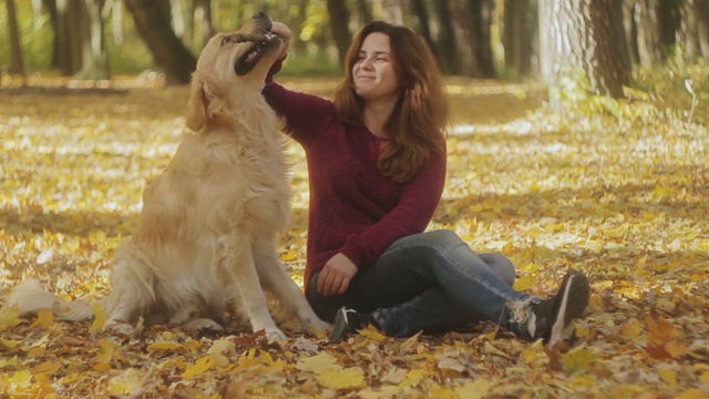 女孩在公园里和金毛猎犬玩耍。视频下载