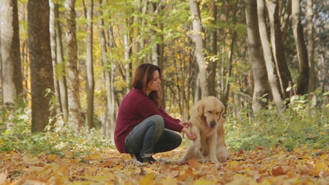 狗的训练。女孩在公园里和金毛猎犬玩耍。视频下载