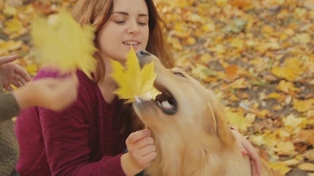 在公园里和金毛猎犬玩耍的女人。视频下载