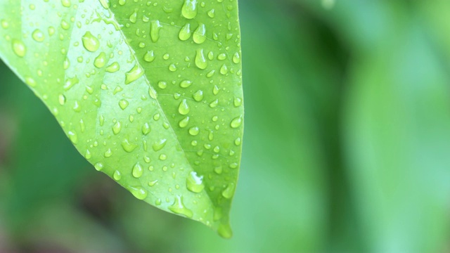 雨滴落在绿叶上视频素材