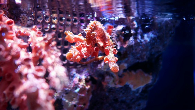 水族馆里的海马。视频素材