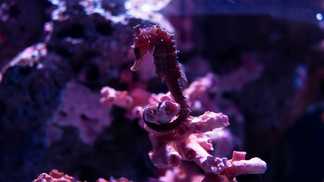 水族馆里的海马。视频素材