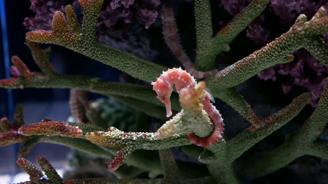 水族馆里的海马。视频素材