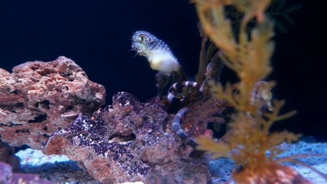 水族馆里的海马。视频素材