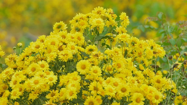 花园里有黄色的菊花。视频素材