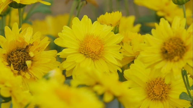 花园里有黄色的菊花。视频素材