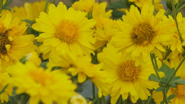 花园里有黄色的菊花。视频素材