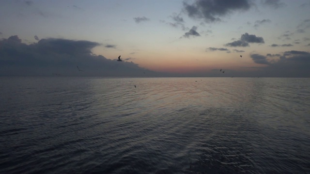 海鸟在海上游泳和飞行慢镜头视频素材