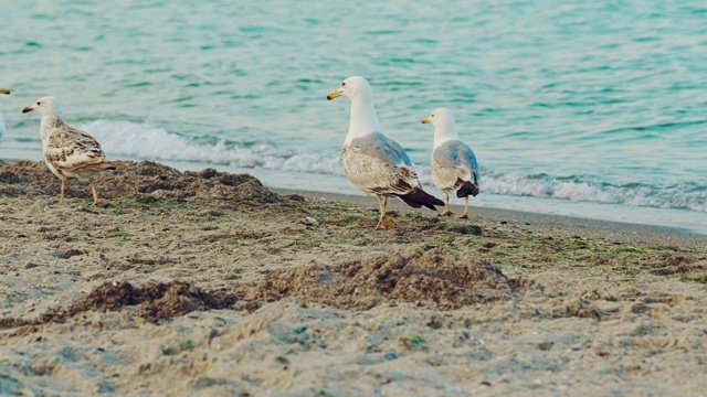 夏日里，白色的海鸥在蔚蓝的海浪背景下沿着海岸奔跑。视频素材