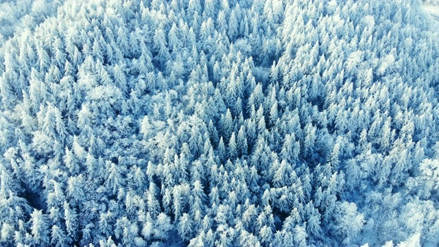 鸟瞰图的森林与雪在冬天视频素材