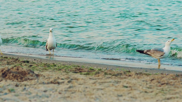 海鸥在沙滩上走着，在炎热的夏天喝着海里的水。视频素材