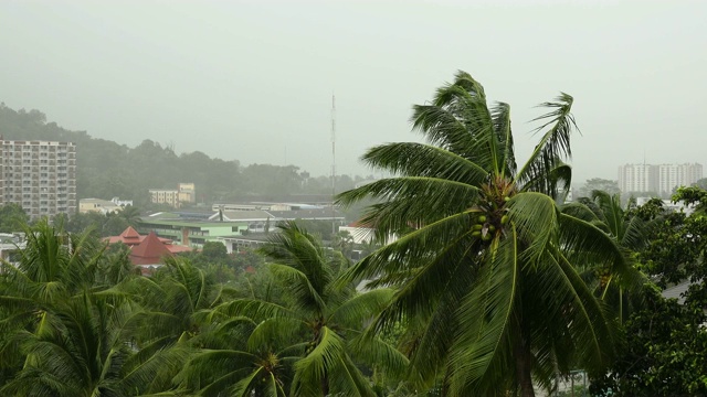 暴风雨中的椰子树。视频素材