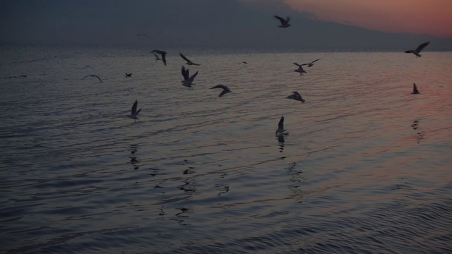 海鸟在海上游泳和飞行慢镜头视频素材