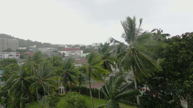 暴风雨中的椰子树。视频素材